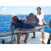 Alpha Royal - Fishing Trips Alpha Royal - Fishing Trips