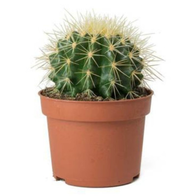 Cactus ( Golden Ball )