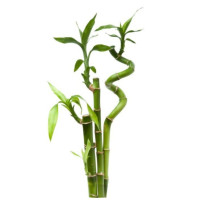 Lucky Bamboo Stem Lucky Bamboo Stem