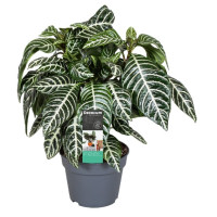 Aphelandra Squarrosa Aphelandra Squarrosa