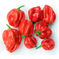 Hot Chilli - 100g