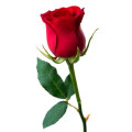 Long Stem Red Rose